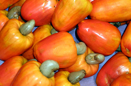 Dry Roasted Salted Cashews 500g Kerala Premium - Blueberry Botanicals