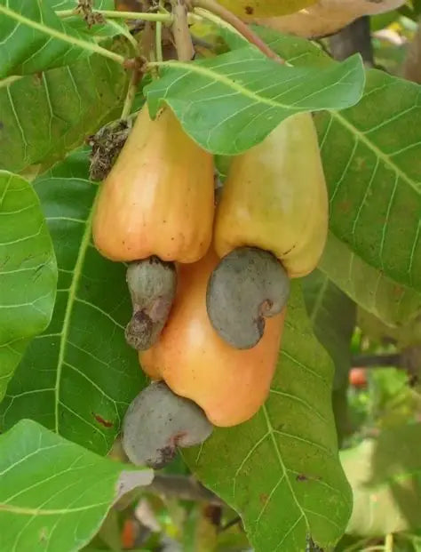 Dry Roasted Salted Cashews 80g Kerala Premium - Blueberry Botanicals