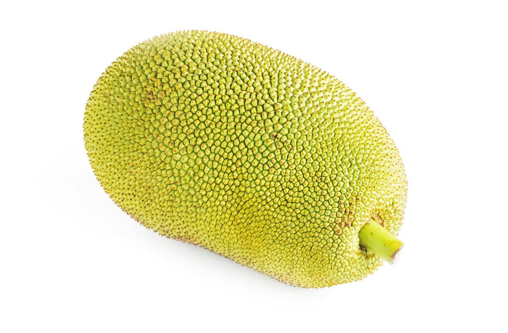 EV Jackfruit 30cm | Exotic Variety | Blueberry Botanicals