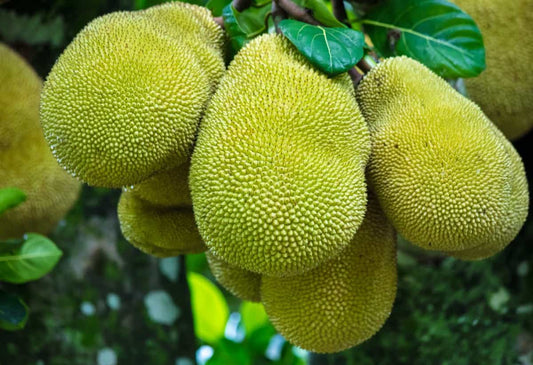 EV Jackfruit 30cm | Exotic Variety | Blueberry Botanicals