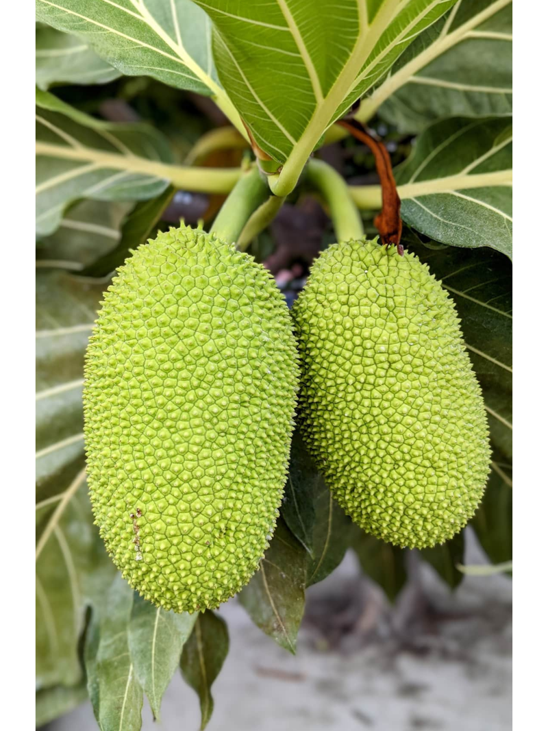 EV Jackfruit 30cm | Exotic Variety | Blueberry Botanicals
