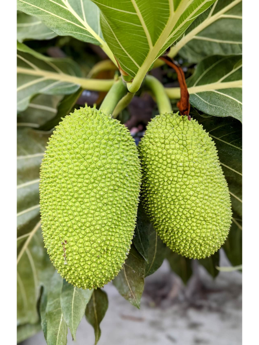 EV Jackfruit 30cm | Exotic Variety | Blueberry Botanicals