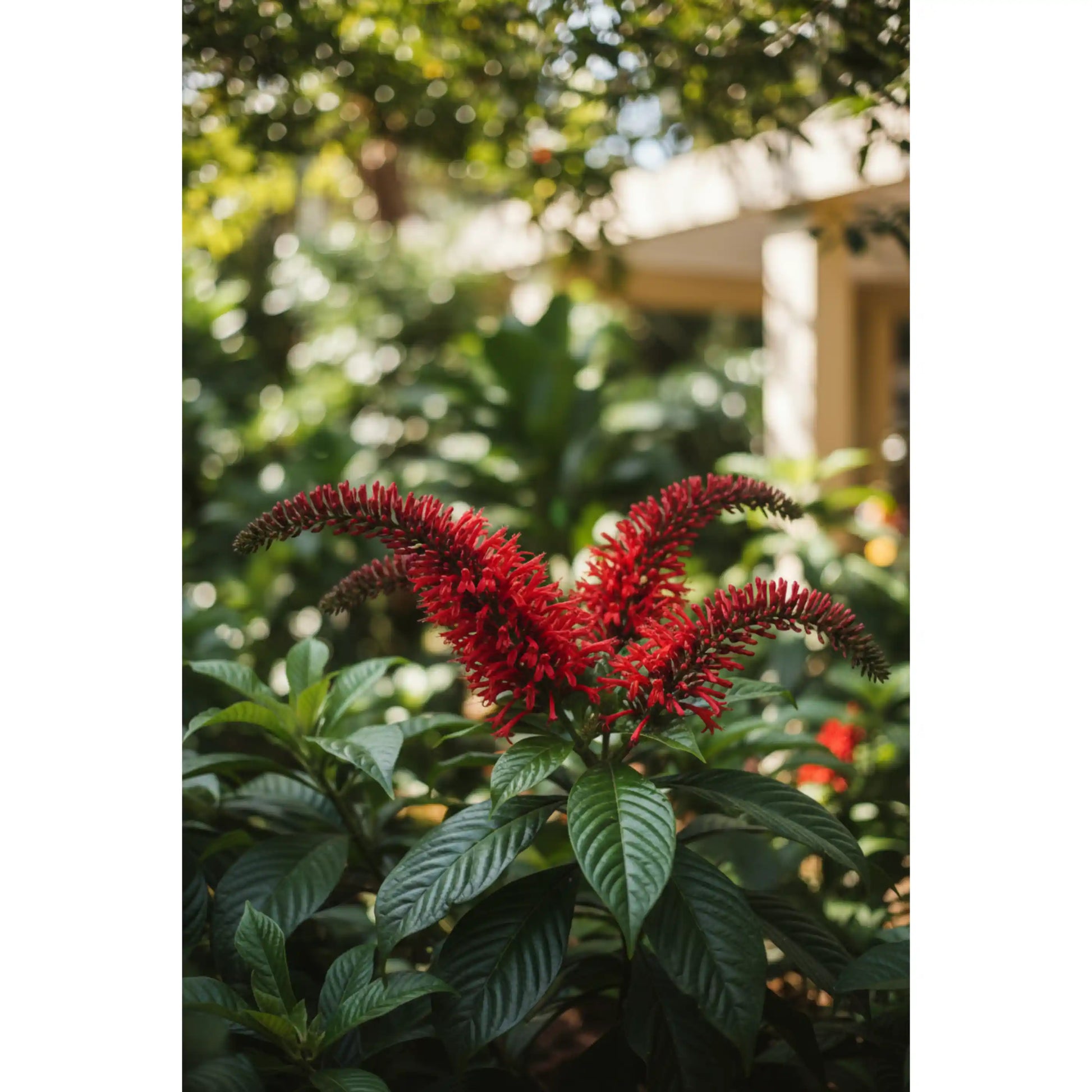 fire-spike-plant-odontonema-strictum-tropical-ornamental-shrub