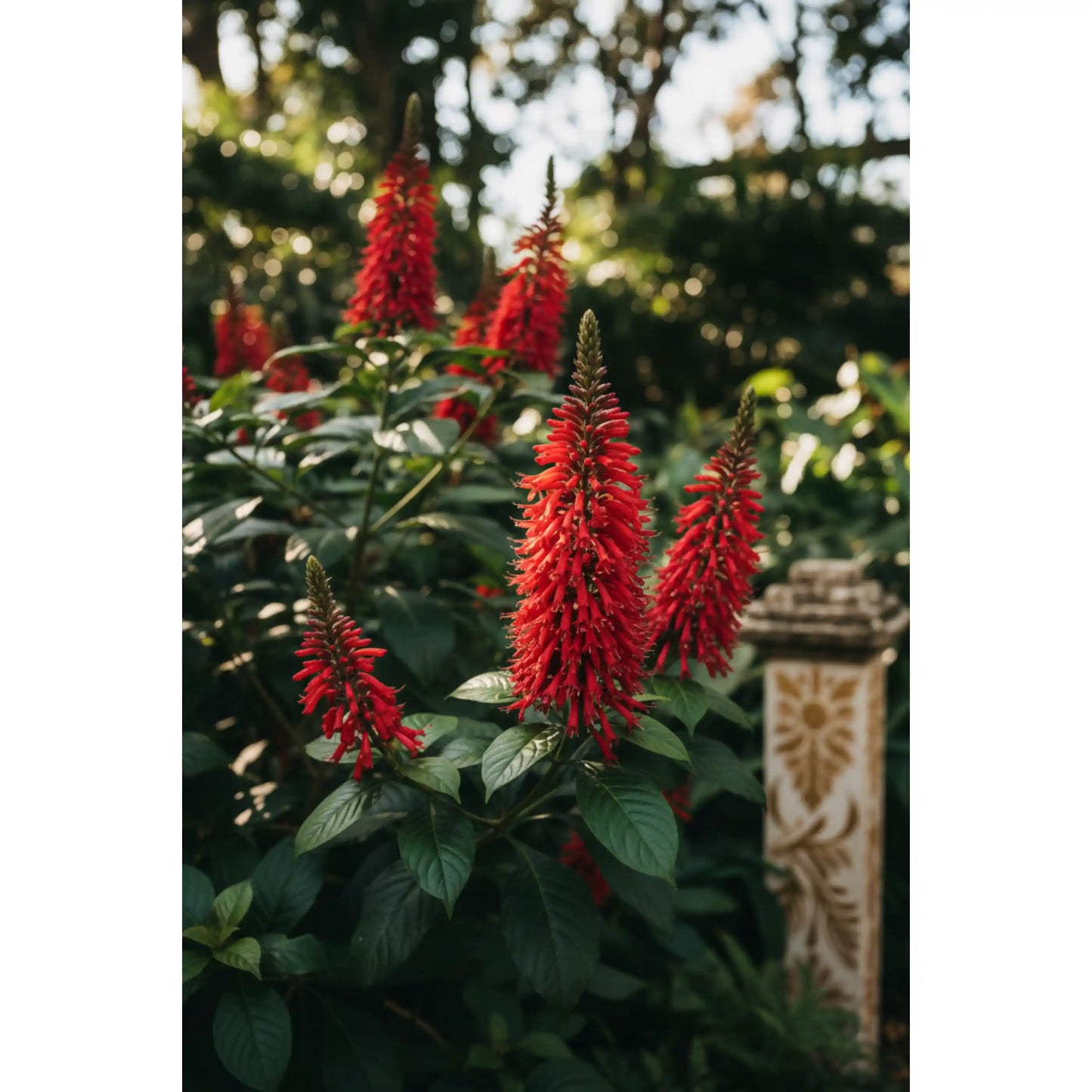fire-spike-plant-odontonema-strictum-tropical-ornamental-shrub