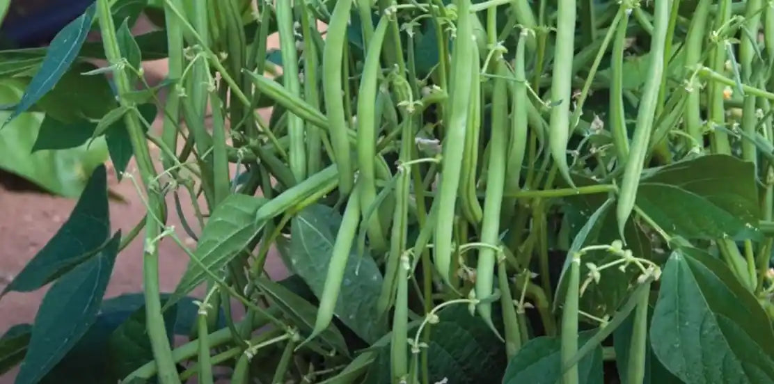 French Beans Seeds 50pcs - Country Variety Climbing Legume- Blueberry Botanicals
