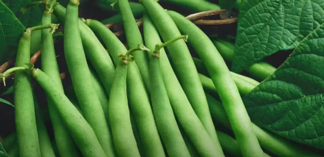 French Beans Seeds 50pcs - Country Variety Climbing Legume- Blueberry Botanicals