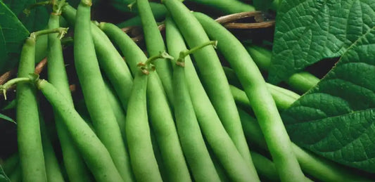 French Beans Seeds 50pcs - Country Variety Climbing Legume- Blueberry Botanicals
