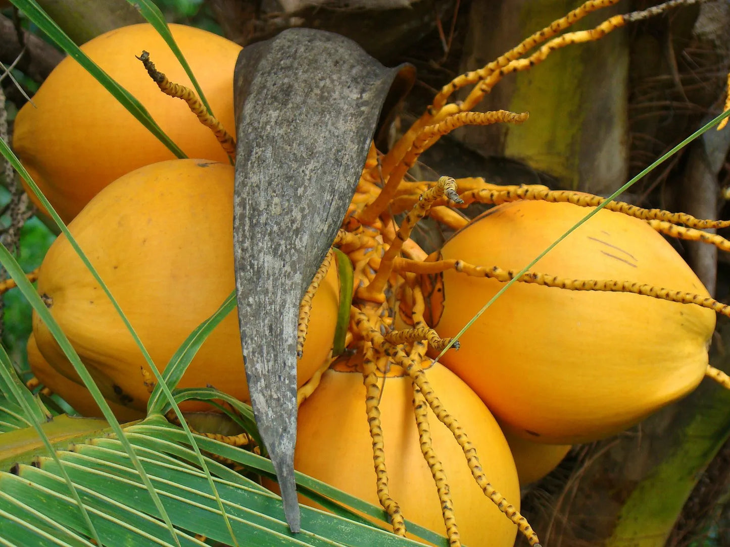 Ganga Bondam Coconut 30cm | Dwarf Tender | Blueberry Botanicals