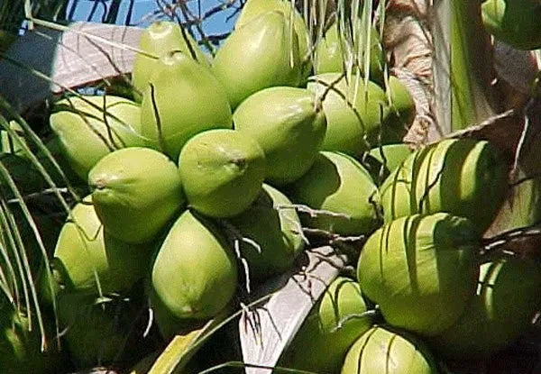 Ganga Bondam Coconut 30cm | Dwarf Tender | Blueberry Botanicals