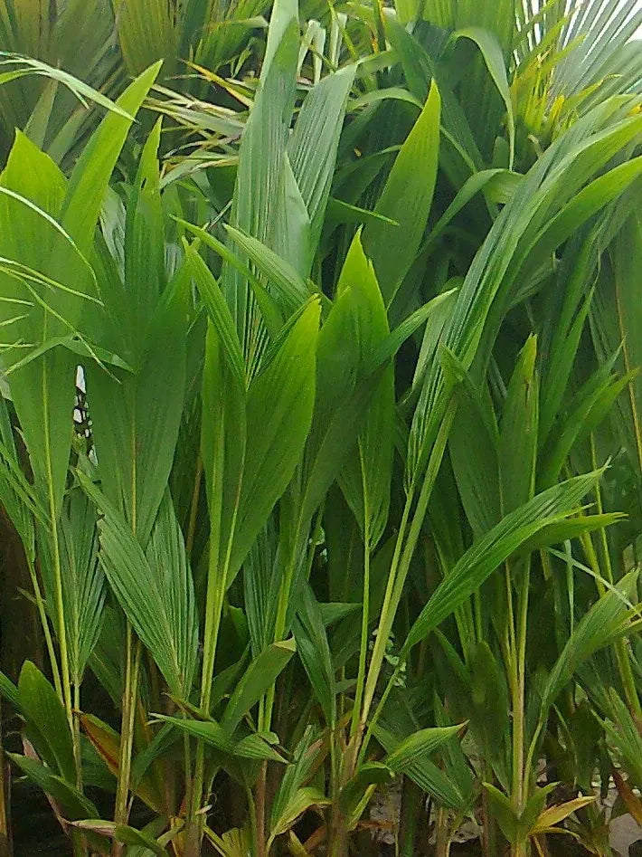 Ganga Bondam Coconut 30cm | Dwarf Tender | Blueberry Botanicals