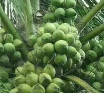 Ganga Bondam Coconut 30cm | Dwarf Tender | Blueberry Botanicals