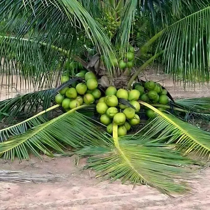 Ganga Bondam Coconut 30cm | Dwarf Tender | Blueberry Botanicals