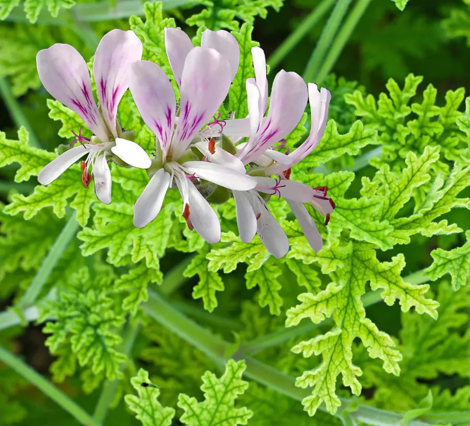 Geranium Oil 1L - Pelargonium Graveolens Pure Essential - Blueberry Botanicals