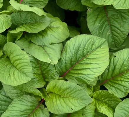 Green Amaranthus Seeds Chaulai Country Variety 10g - Premium Quality