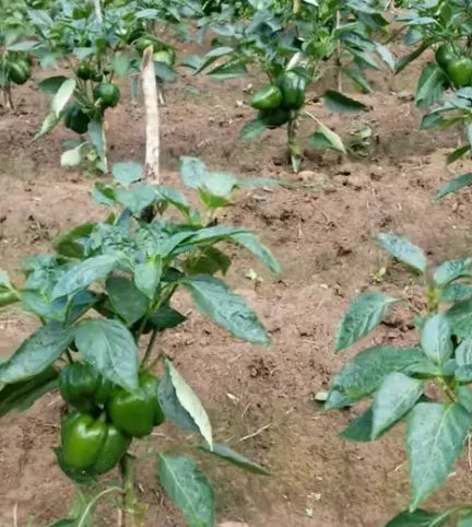 Green Capsicum Seeds Country Variety 20 Pack - Premium Quality-Blueberry Botanicals