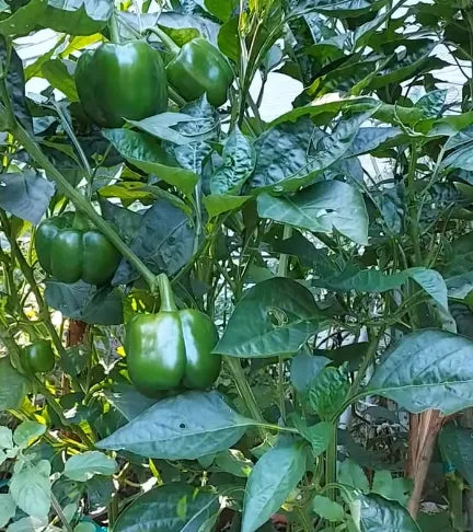 Green Capsicum Seeds Country Variety 20 Pack - Premium Quality-Blueberry Botanicals