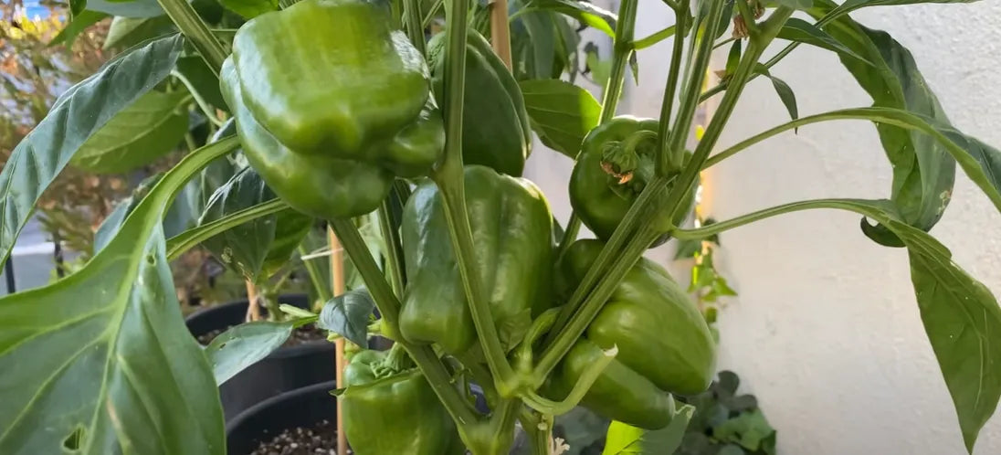 Green Capsicum Seeds Country Variety 20 Pack - Premium Quality-Blueberry Botanicals