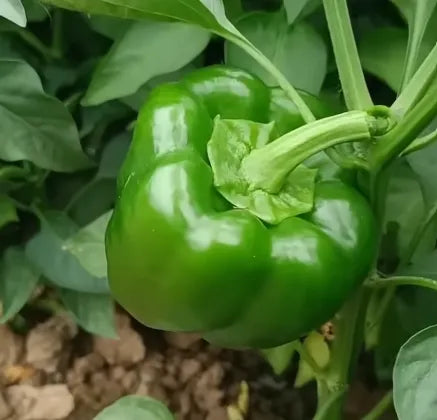 Green Capsicum Seeds Country Variety 20 Pack - Premium Quality-Blueberry Botanicals