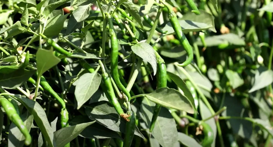 Green Chilly Seeds 80pcs - Country Variety Hot Spicy- Blueberry Botanicals