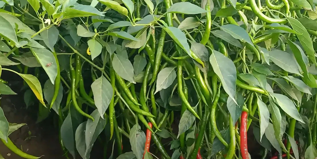 Green Chilly Seeds 80pcs - Country Variety Hot Spicy- Blueberry Botanicals