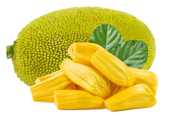 gumless-jackfruit-30cm-no-latex-blueberry-botanicals