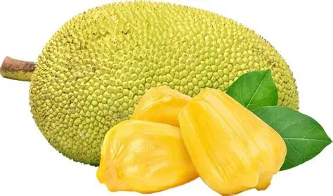 gumless-jackfruit-30cm-no-latex-blueberry-botanicals