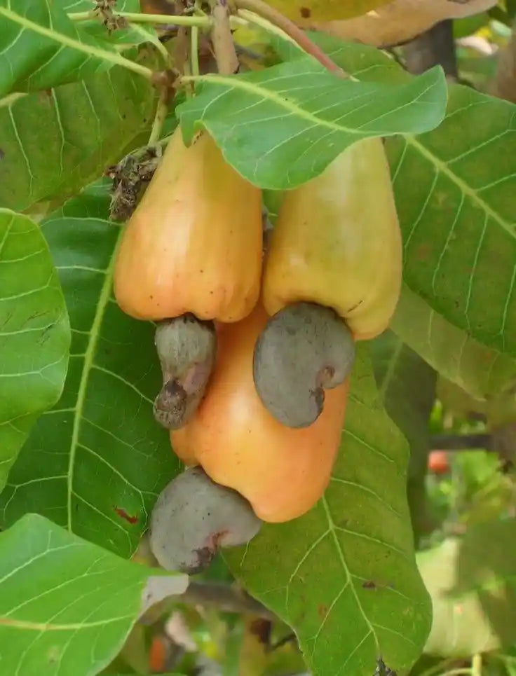 Honey Dipped Cashews 80g Kerala Premium Sweet - Blueberry Botanicals