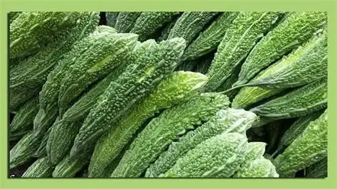 Hybrid Bitter Gourd Seeds High Yield Variety 10 Pack - Premium Quality- Blueberry Botanicals