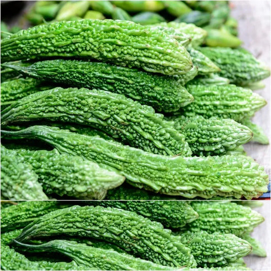 Hybrid Bitter Gourd Seeds High Yield Variety 10 Pack - Premium Quality- Blueberry Botanicals