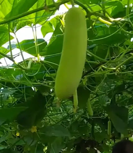Hybrid F1 Snow White Cucumber Seeds 25pcs - Disease Resistant- Blueberry Botanicals
