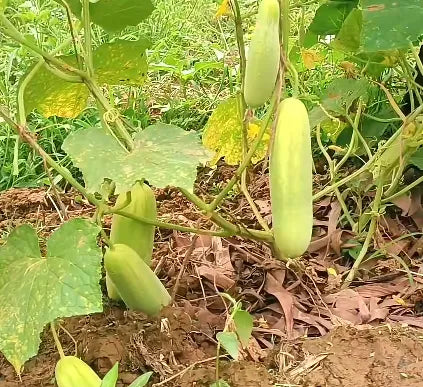 Hybrid F1 Snow White Cucumber Seeds 25pcs - Disease Resistant- Blueberry Botanicals