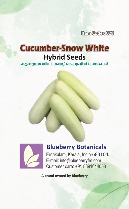 Hybrid F1 Snow White Cucumber Seeds 25pcs - Disease Resistant- Blueberry Botanicals