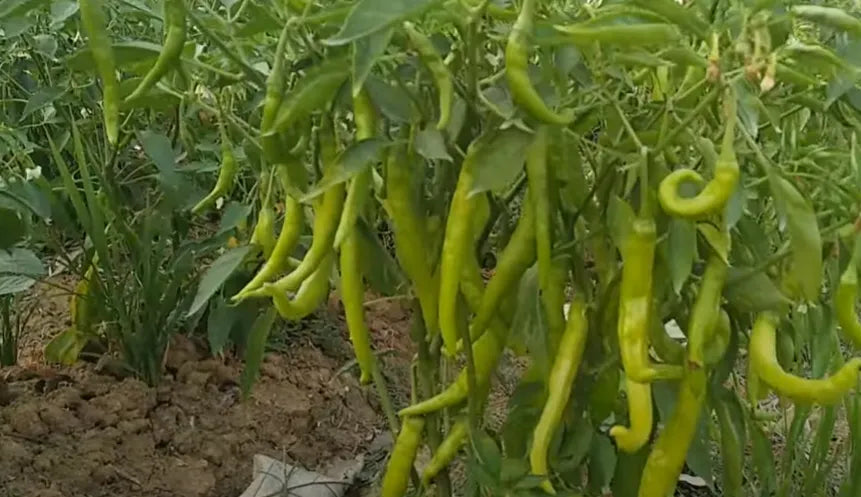 Hybrid Green Chilly Seeds High Yield Variety 80 Pack - Premium Quality