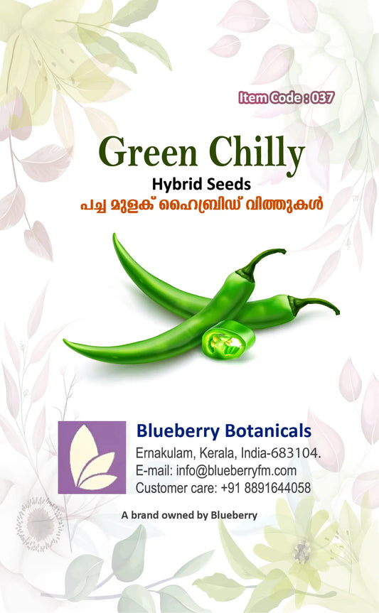 Hybrid Green Chilly Seeds High Yield Variety 80 Pack - Premium Quality