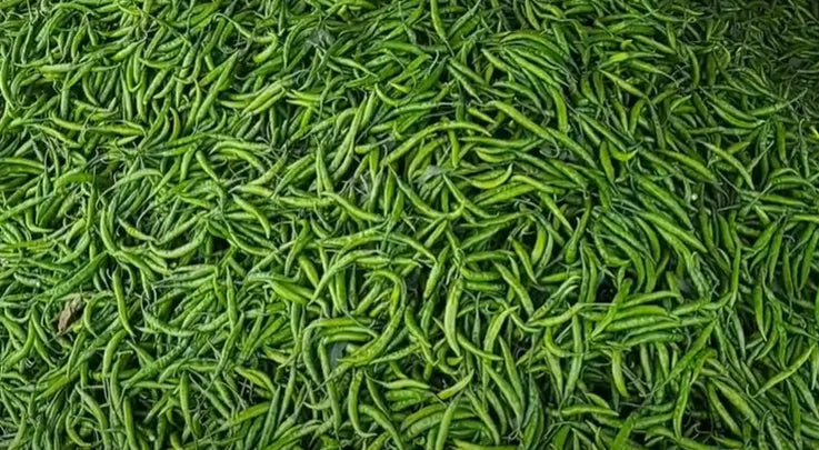 Hybrid Green Chilly Seeds High Yield Variety 80 Pack - Premium Quality