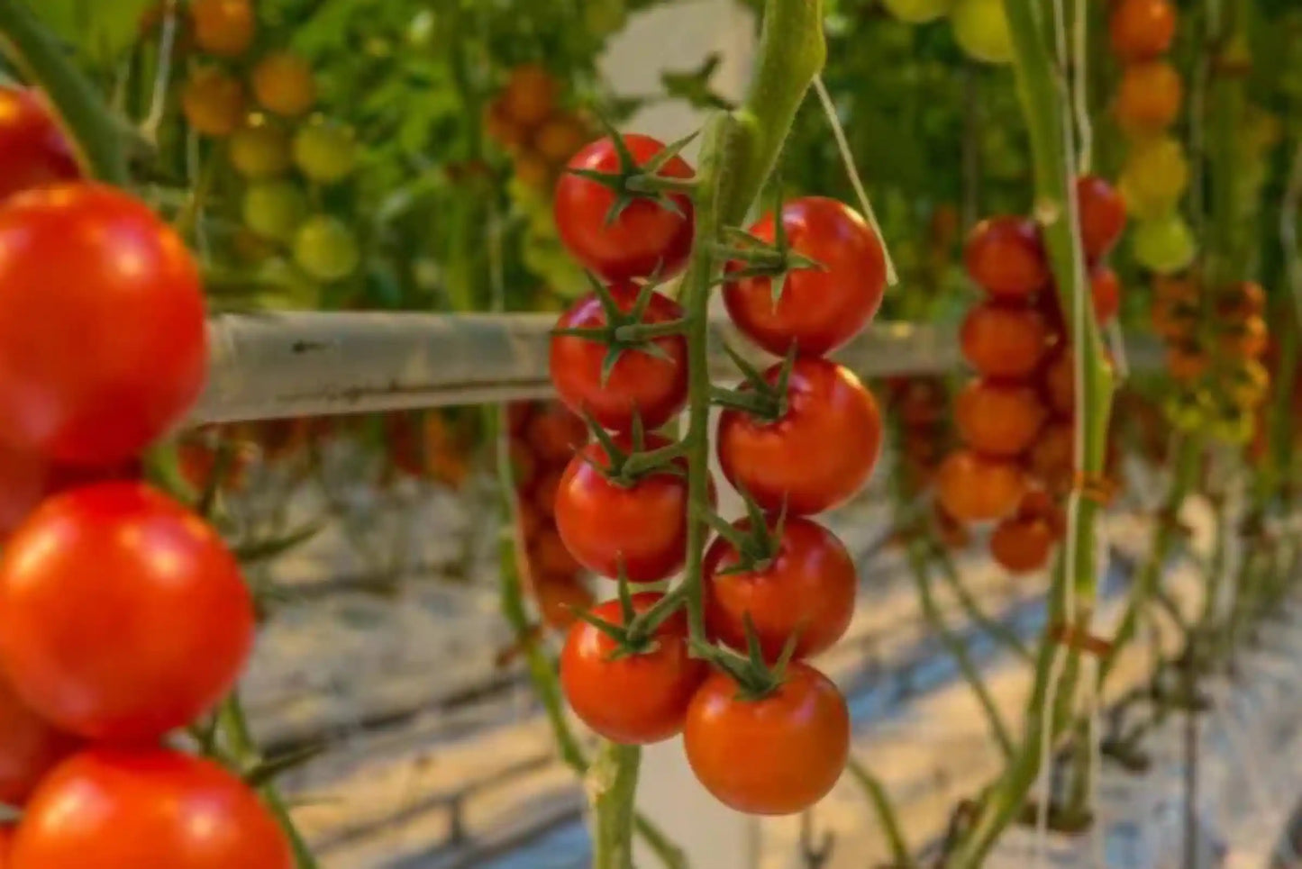 Hybrid Tomato Seeds 80pcs - Superior Yield Disease Resistant- Blueberry Botanicals