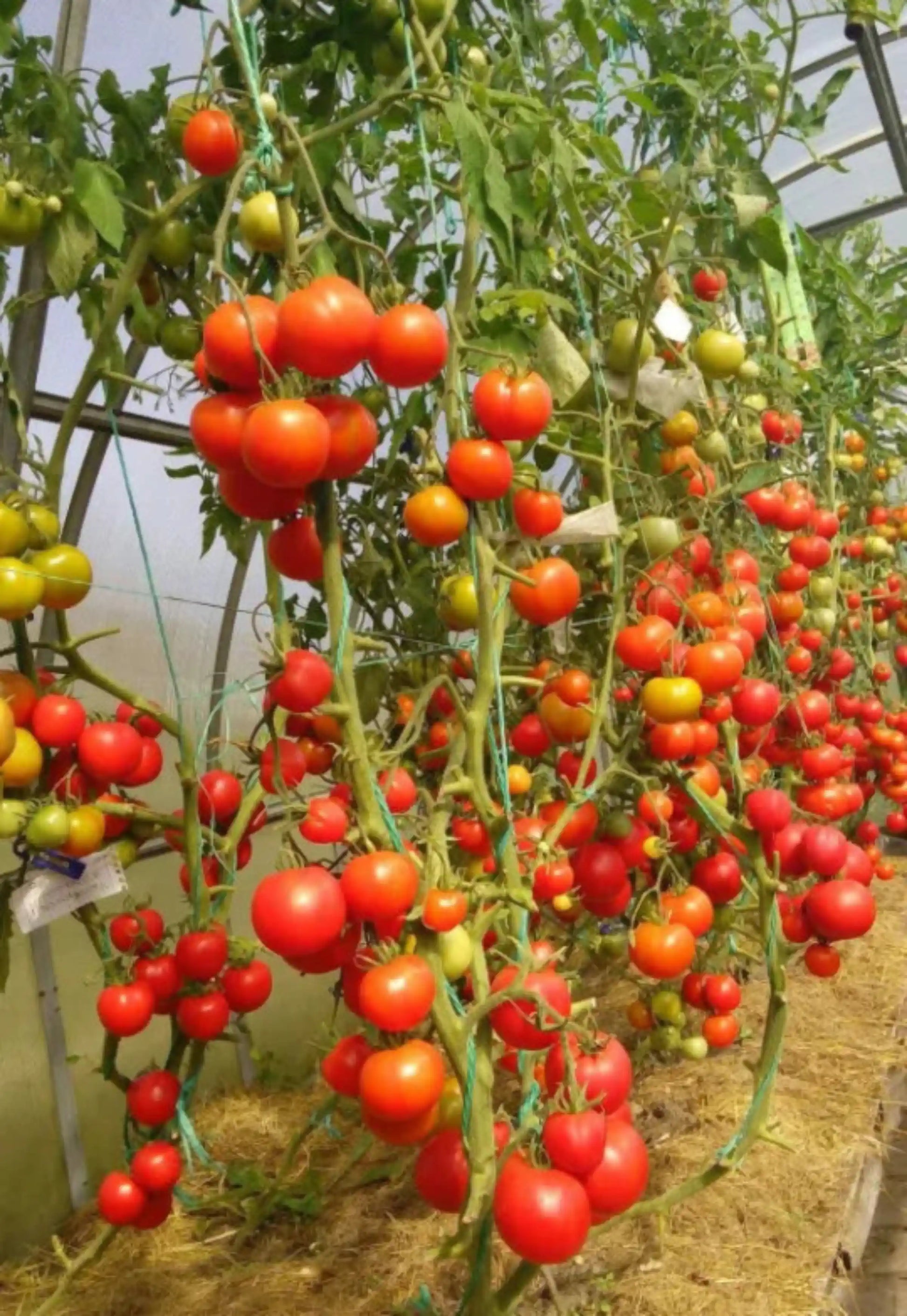 Hybrid Tomato Seeds 80pcs - Superior Yield Disease Resistant- Blueberry Botanicals