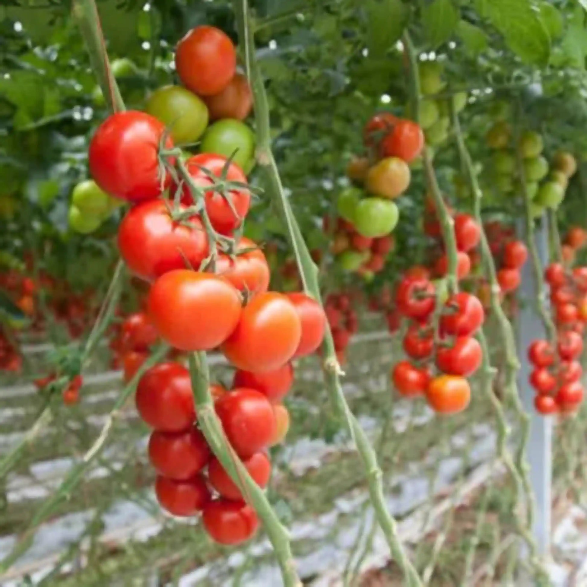 Hybrid Tomato Seeds 80pcs - Superior Yield Disease Resistant- Blueberry Botanicals