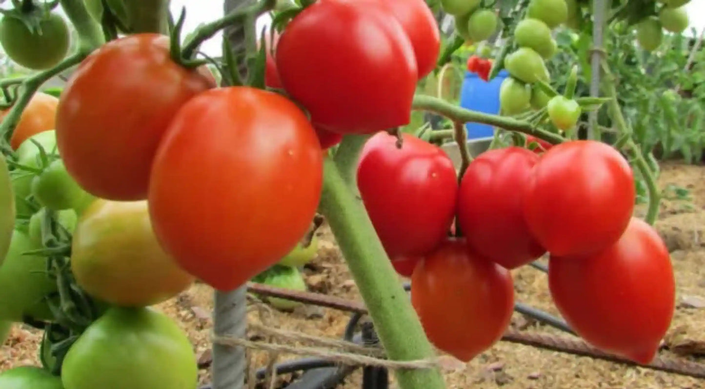 Hybrid Tomato Seeds 80pcs - Superior Yield Disease Resistant- Blueberry Botanicals