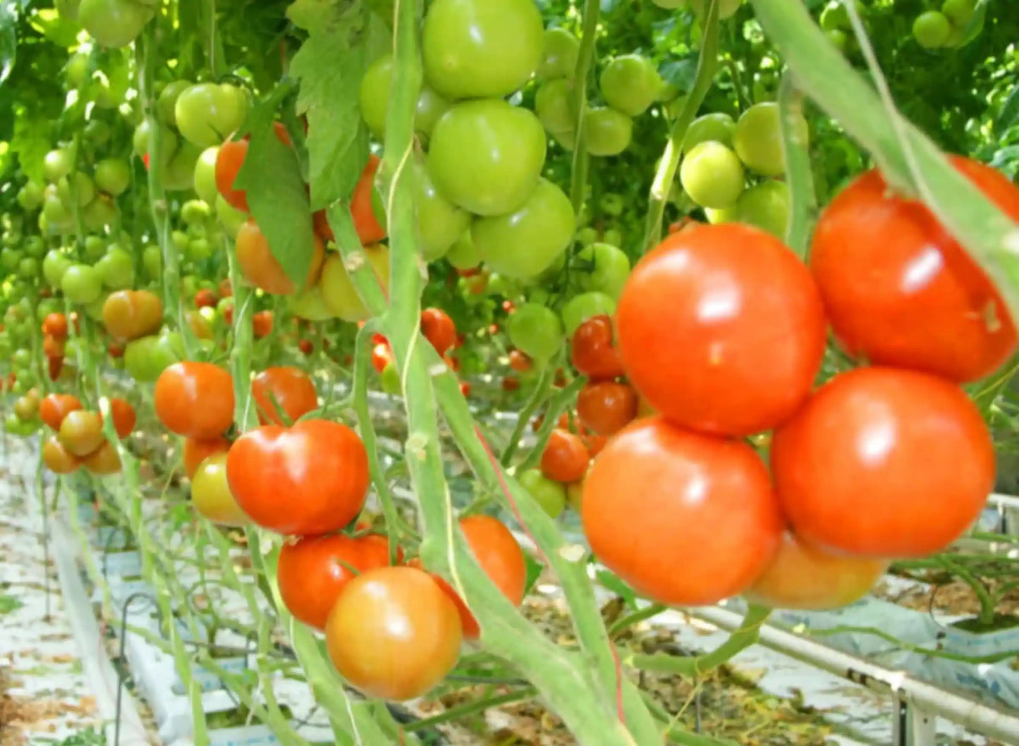Hybrid Tomato Seeds 80pcs - Superior Yield Disease Resistant- Blueberry Botanicals