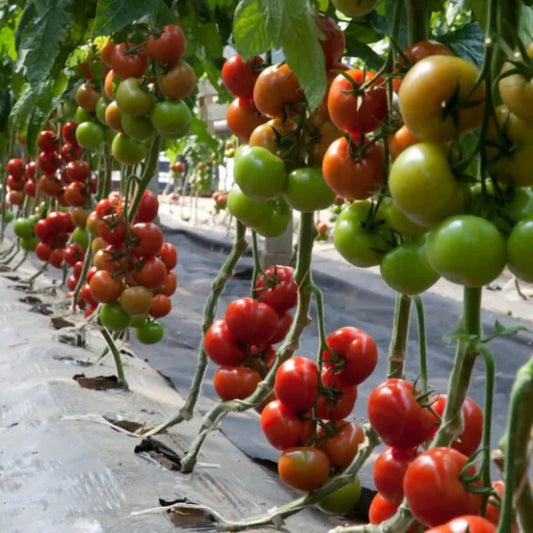 Hybrid Tomato Seeds 80pcs - Superior Yield Disease Resistant- Blueberry Botanicals