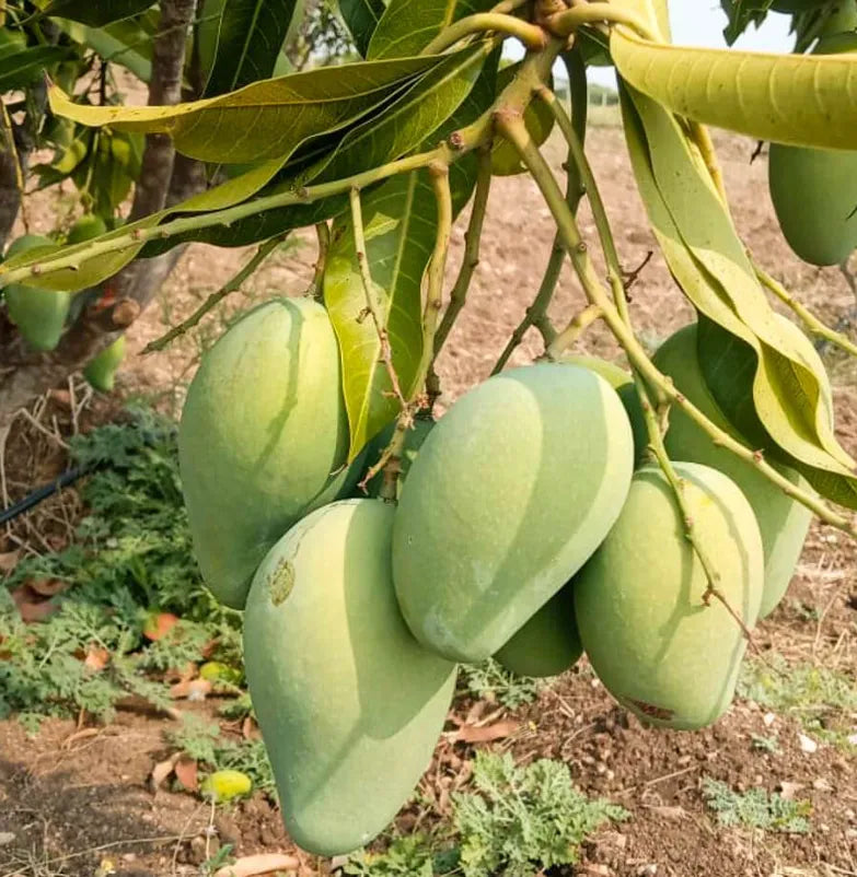 Kalapadi Mango 30cm | Tamil Nadu Gem | Blueberry Botanicals
