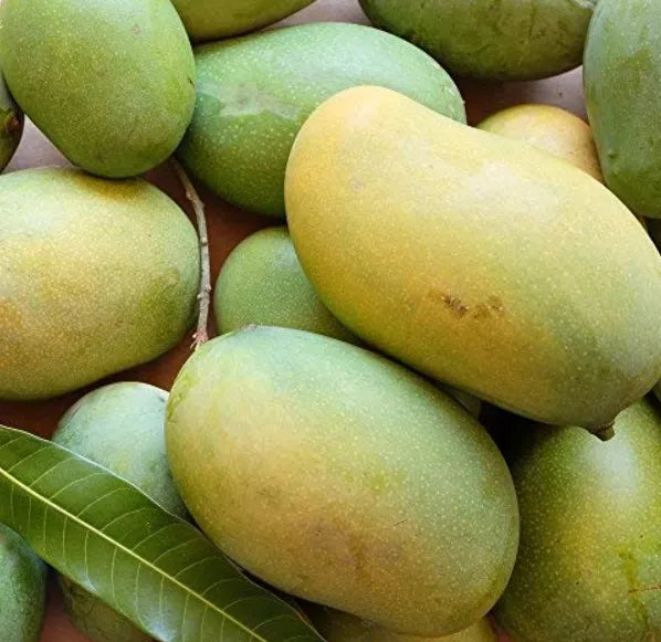 Kalapadi Mango 30cm | Tamil Nadu Gem | Blueberry Botanicals