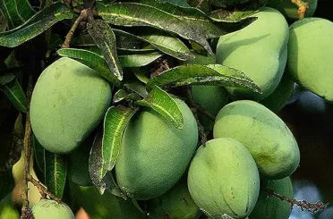 Kalapadi Mango 30cm | Tamil Nadu Gem | Blueberry Botanicals