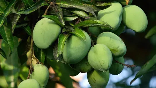 Kalapadi Mango 30cm | Tamil Nadu Gem | Blueberry Botanicals