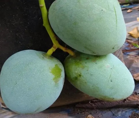 Kalapadi Mango 30cm | Tamil Nadu Gem | Blueberry Botanicals