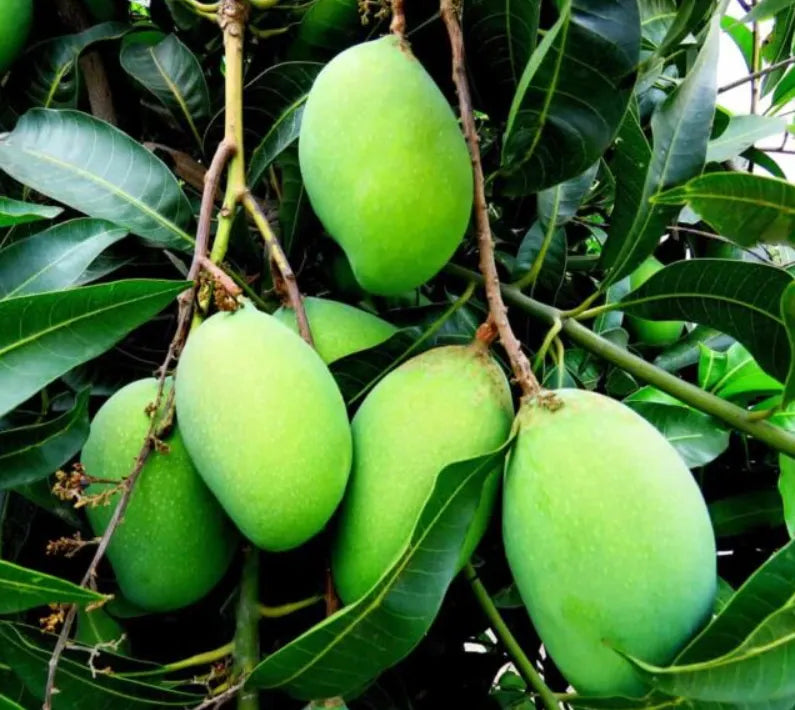 Kalapadi Mango 30cm | Tamil Nadu Gem | Blueberry Botanicals