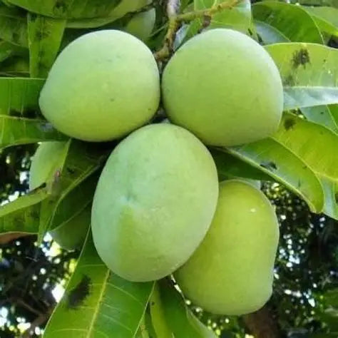 Kalapadi Mango 30cm | Tamil Nadu Gem | Blueberry Botanicals