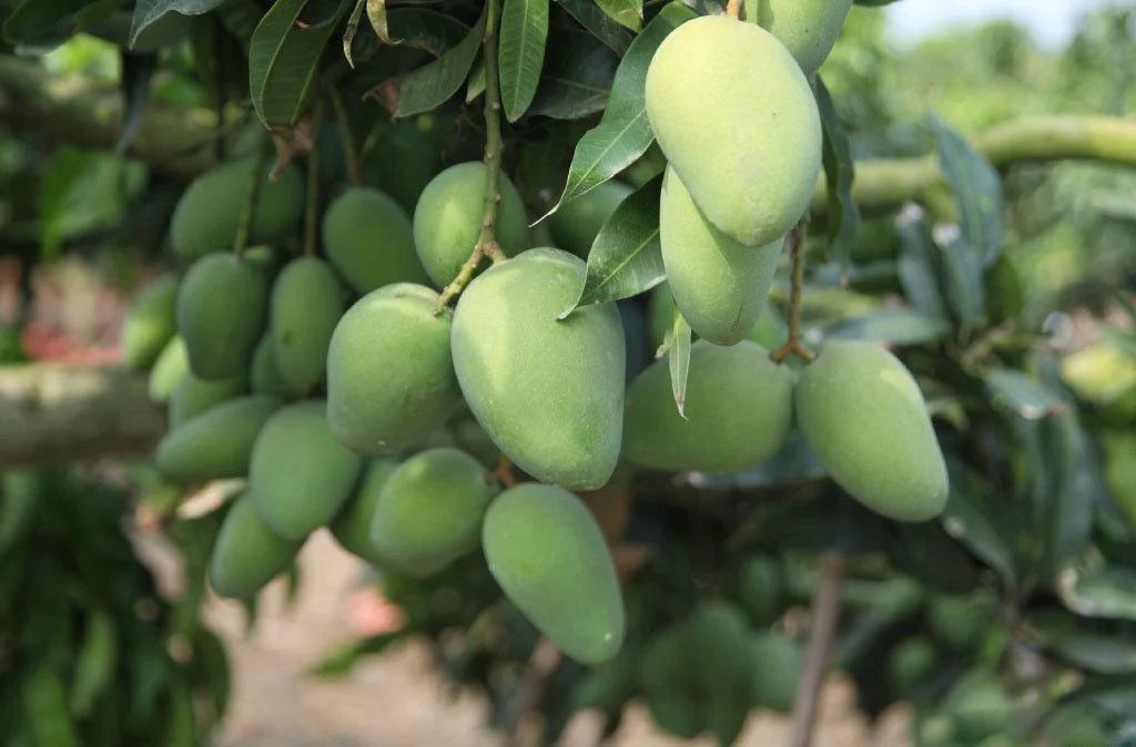 Kalapadi Mango 30cm | Tamil Nadu Gem | Blueberry Botanicals