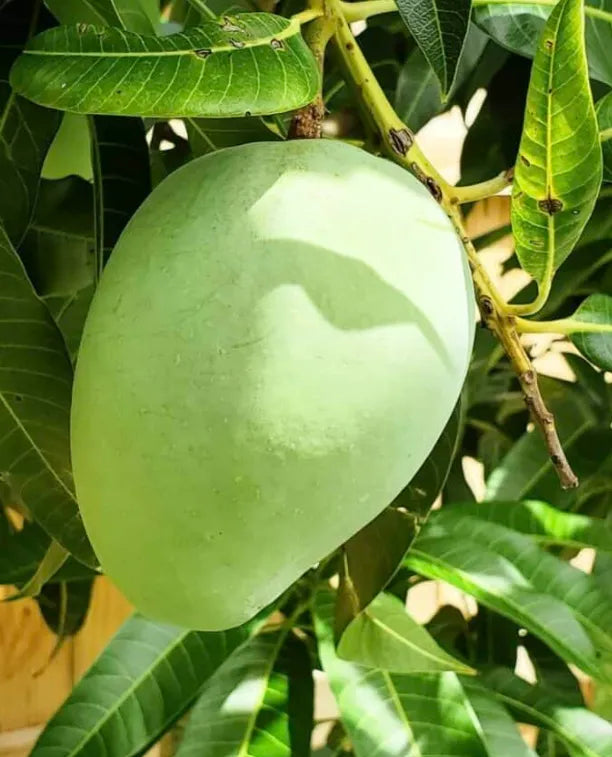 Kalapadi Mango 30cm | Tamil Nadu Gem | Blueberry Botanicals